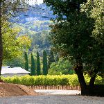 vineyards