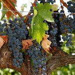 vineyards