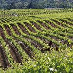 vineyards