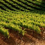 vineyards
