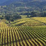vineyards