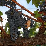 vineyards
