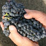 vineyards