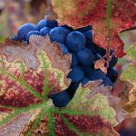 vineyards