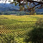 vineyards