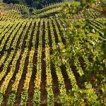 vineyards