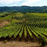 vineyards