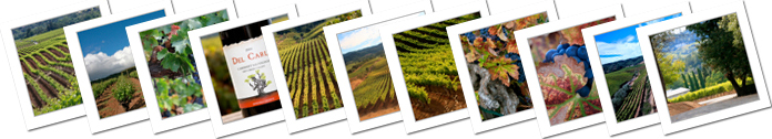 Teldeschi Vineyards Photo Album