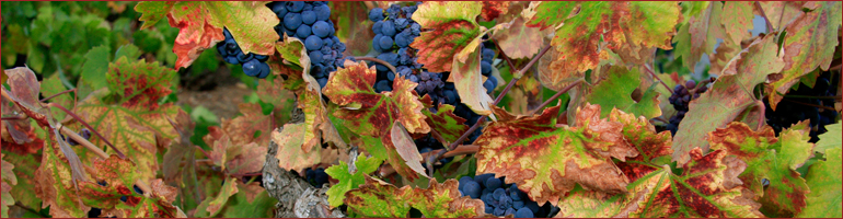 harvest-grapes.jpg
