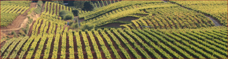 vineyard-contours.jpg