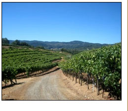 The Home Ranch totals 50 acres,  with 26-acres planted to grapes. Some of our Zinfandel vines are more than a century old, and are still producing great fruit. 