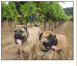 Lori, Ray, Marc, Taser, and Tallulah - pictured on the Del Carlo Ranch