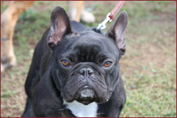 The formidable Vito