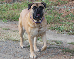 Tallulah on a stroll in the vineyards