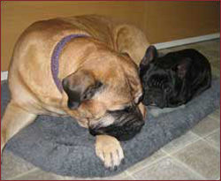 Vito and Tallulah snuggle up