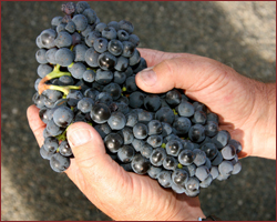 Zinfandel