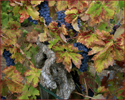Old Vines Zinfandel