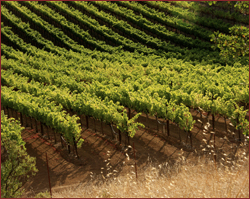 Vineyards in Summer