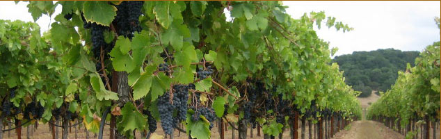 Del Carlo Winery - producing premium red wines from extate grown fruit. Now, our family invites you to enjoy our own Cabernet Sauvignon, and our Zinfandel made from century-old vines. 