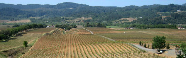 Del Carlo Winery - producing premium red wines from extate grown fruit. Now, our family invites you to enjoy our own Cabernet Sauvignon, and our Zinfandel made from century-old vines. 
